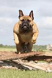 BULLMASTIFF 140